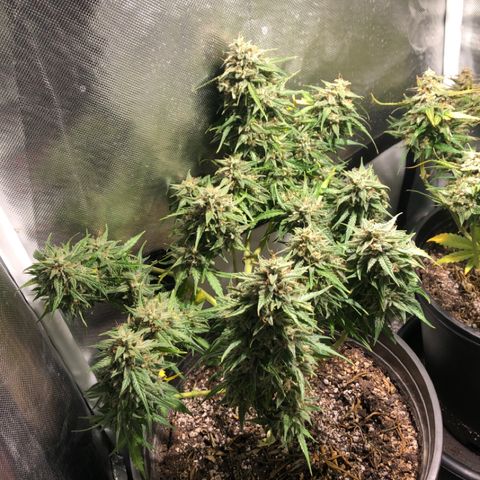 Shortstuff ??? growlog timeline photo