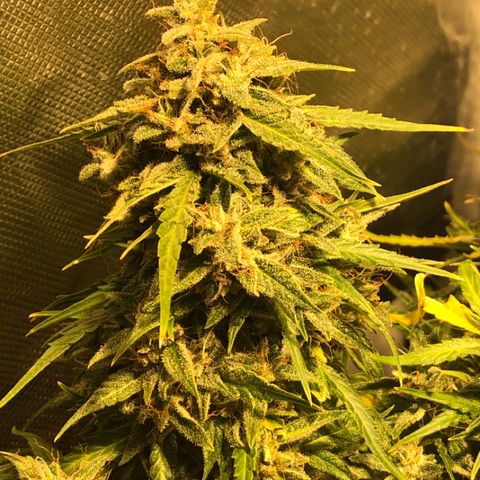 Shortstuff ??? growlog timeline photo