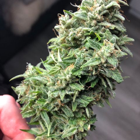 Shortstuff ??? growlog timeline photo