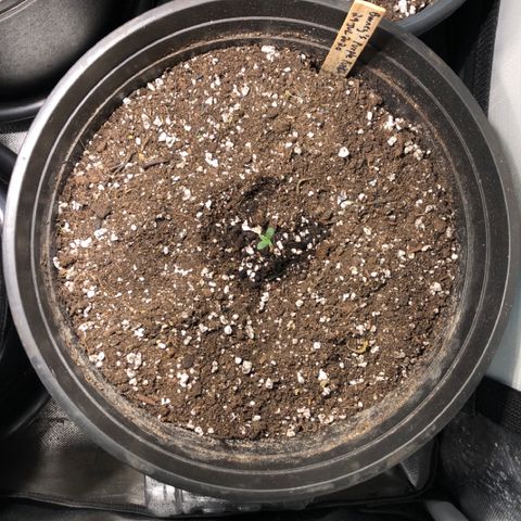 Purple Punch Auto growlog timeline photo