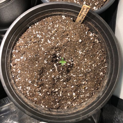 Purple Punch Auto growlog timeline photo