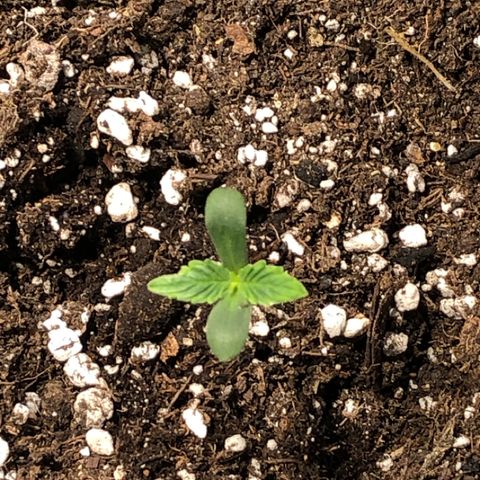 Purple Punch Auto growlog timeline photo