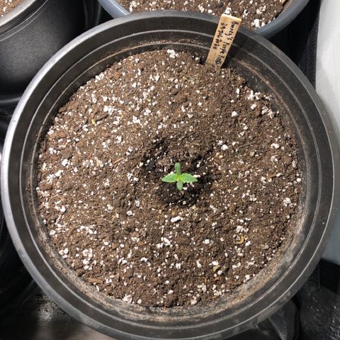 Purple Punch Auto growlog timeline photo