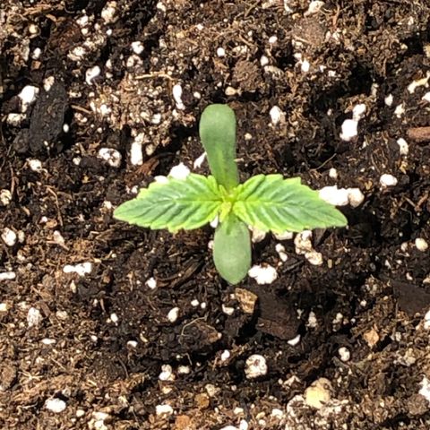 Purple Punch Auto growlog timeline photo