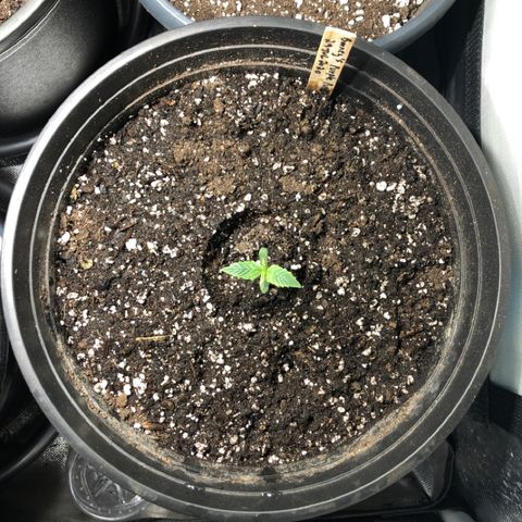 Purple Punch Auto growlog timeline photo