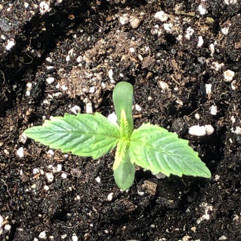 Purple Punch Auto growlog timeline photo