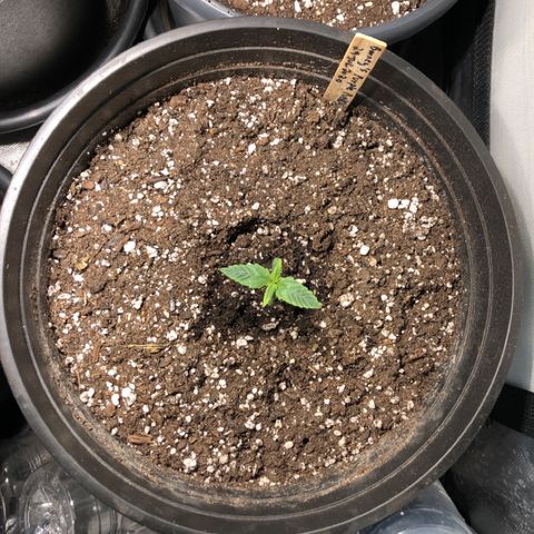 Purple Punch Auto growlog timeline photo