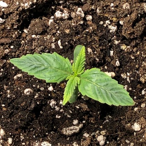Purple Punch Auto growlog timeline photo