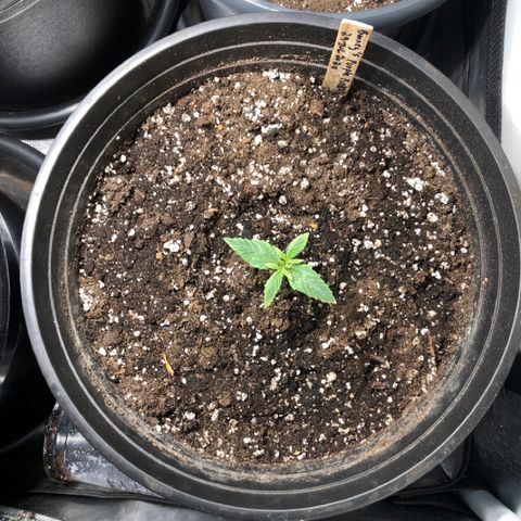 Purple Punch Auto growlog timeline photo