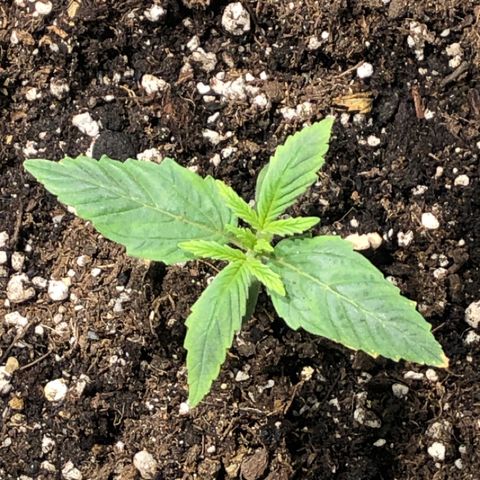 Purple Punch Auto growlog timeline photo