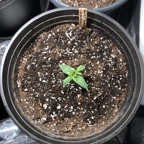 Purple Punch Auto growlog timeline photo