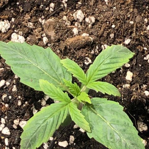 Purple Punch Auto growlog timeline photo