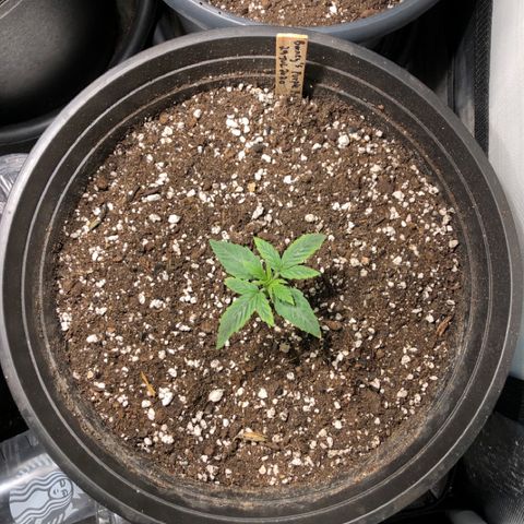 Purple Punch Auto growlog timeline photo