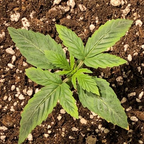 Purple Punch Auto growlog timeline photo
