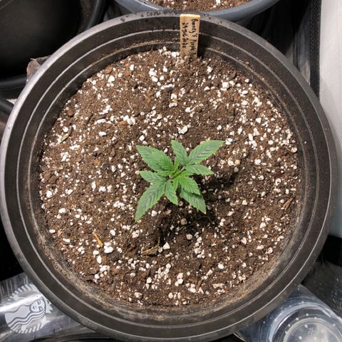 Purple Punch Auto growlog timeline photo