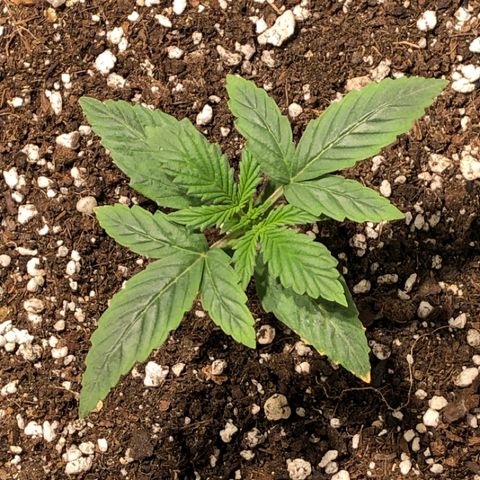 Purple Punch Auto growlog timeline photo