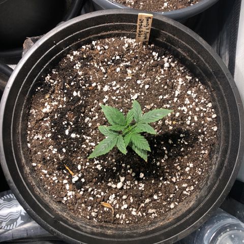 Purple Punch Auto growlog timeline photo