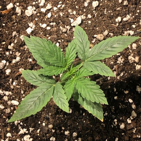 Purple Punch Auto growlog timeline photo