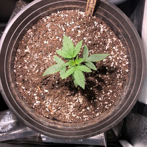 Purple Punch Auto growlog timeline photo
