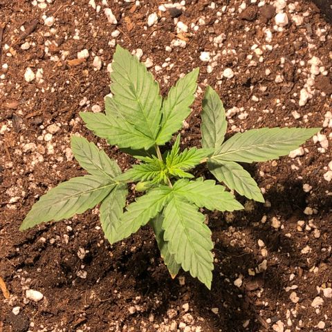 Purple Punch Auto growlog timeline photo