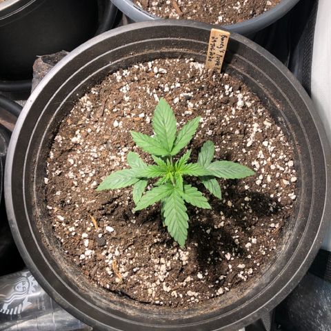 Purple Punch Auto growlog timeline photo