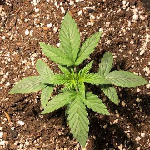 Purple Punch Auto growlog timeline photo