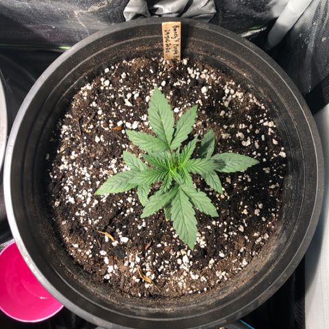 Purple Punch Auto growlog timeline photo