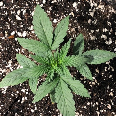 Purple Punch Auto growlog timeline photo