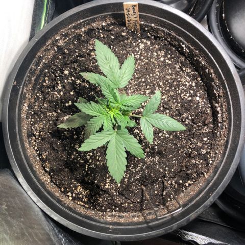 Purple Punch Auto growlog timeline photo