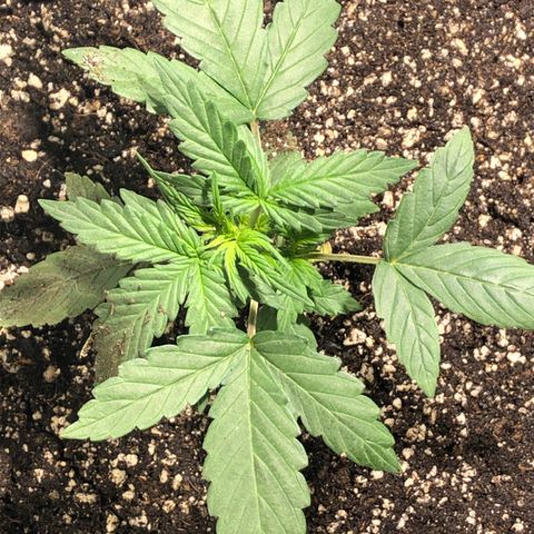 Purple Punch Auto growlog timeline photo