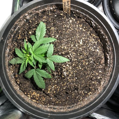 Purple Punch Auto growlog timeline photo