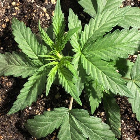 Purple Punch Auto growlog timeline photo