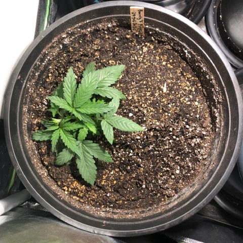 Purple Punch Auto growlog timeline photo