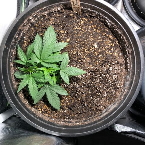 Purple Punch Auto growlog timeline photo