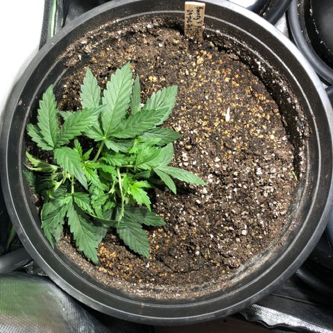 Purple Punch Auto growlog timeline photo