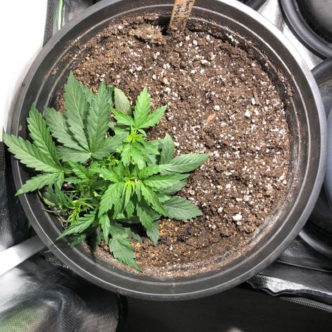Purple Punch Auto growlog timeline photo