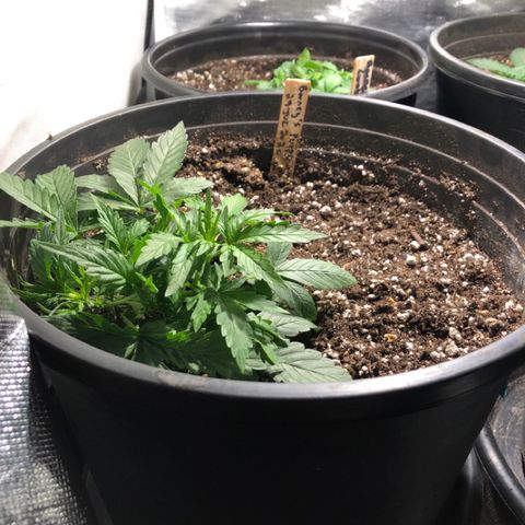 Purple Punch Auto growlog timeline photo