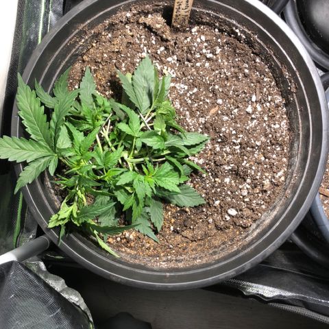 Purple Punch Auto growlog timeline photo