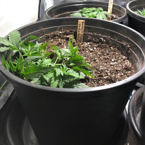 Purple Punch Auto growlog timeline photo
