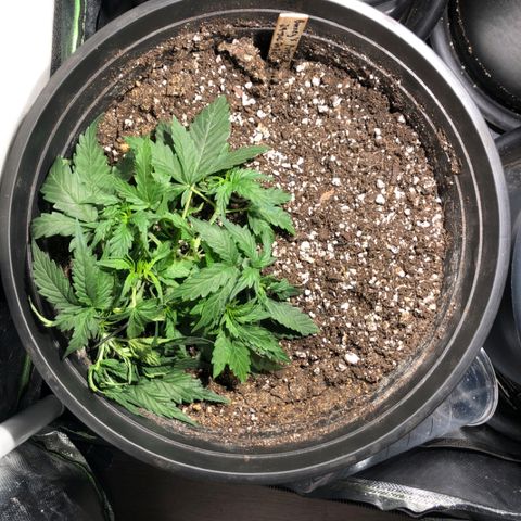 Purple Punch Auto growlog timeline photo