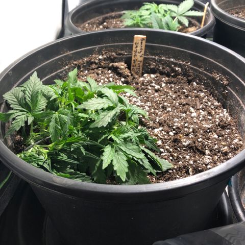Purple Punch Auto growlog timeline photo