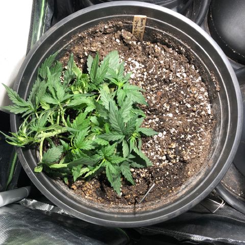 Purple Punch Auto growlog photo: Damn! Main top snapped LST angle too rough. Took staple out and propped back on stem to get more contact and hopefully heal
