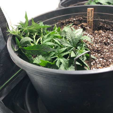 Purple Punch Auto growlog photo: Damn! Main top snapped LST angle too rough. Took staple out and propped back on stem to get more contact and hopefully heal