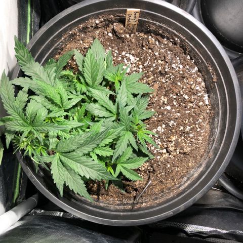 Purple Punch Auto growlog timeline photo