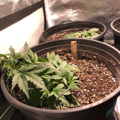 Purple Punch Auto growlog timeline photo
