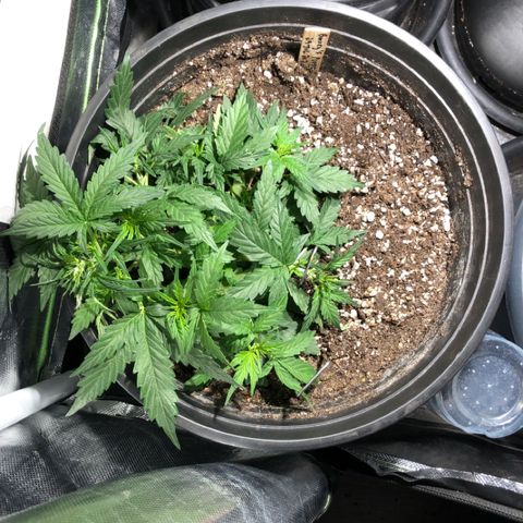 Purple Punch Auto growlog timeline photo