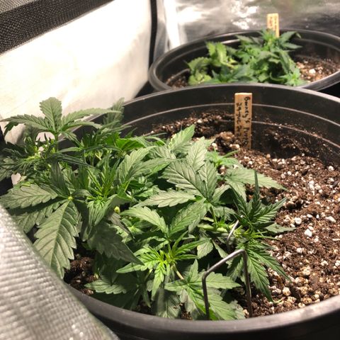 Purple Punch Auto growlog timeline photo