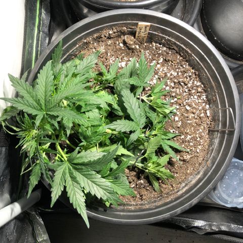 Purple Punch Auto growlog timeline photo