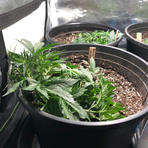 Purple Punch Auto growlog timeline photo