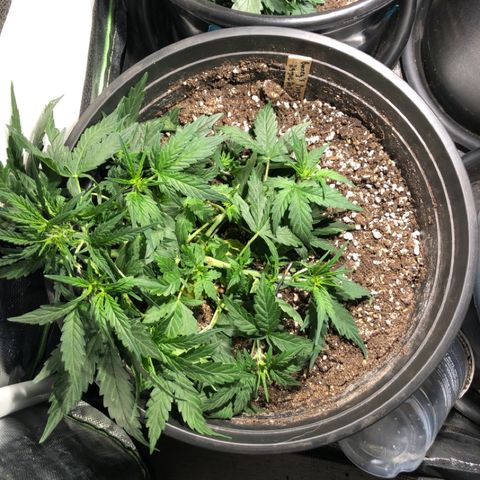 Purple Punch Auto growlog timeline photo